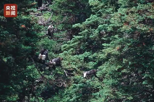 40 лет поисков в дикой природе: история китайского фотографа Си Чжинуна