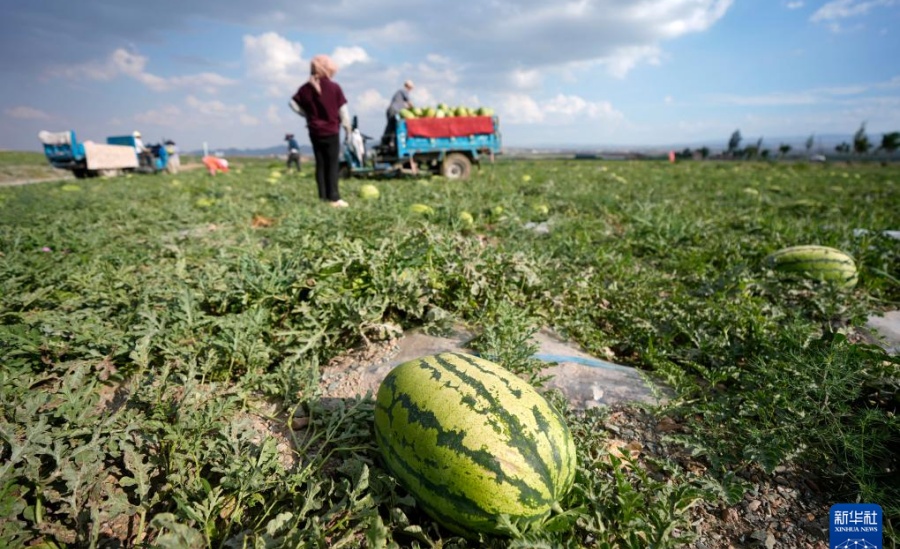 В Нинся-Хуэйском автономном районе начался сезон селеновых арбузов
