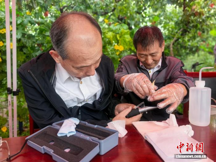 В провинции Хэбэй прошел конкурс на звание лучшей груши