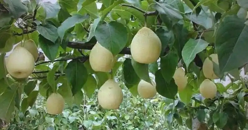 В провинции Хэбэй прошел конкурс на звание лучшей груши