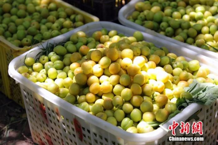 Куча – «абрикосовая столица» Синьцзяна