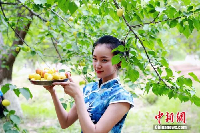 Куча – «абрикосовая столица» Синьцзяна