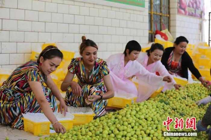 Куча – «абрикосовая столица» Синьцзяна