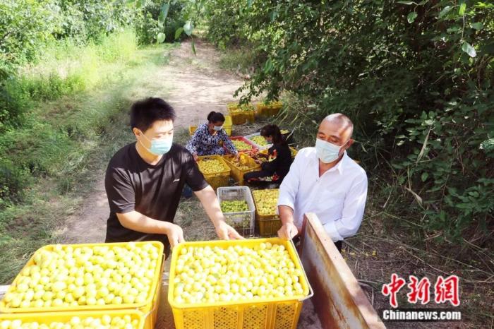 Куча – «абрикосовая столица» Синьцзяна