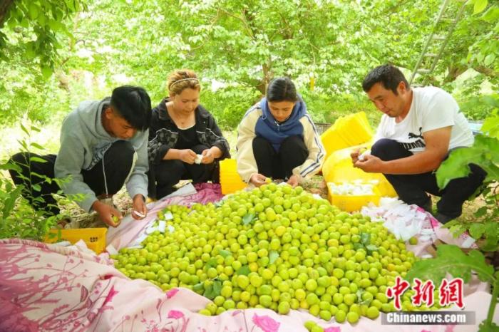 Куча – «абрикосовая столица» Синьцзяна