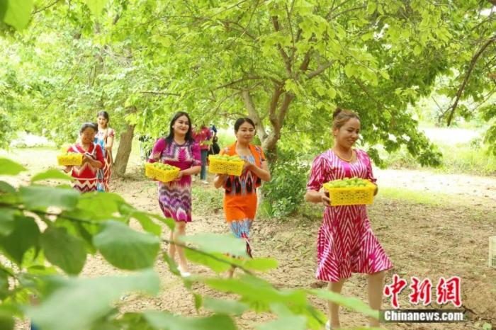 Куча – «абрикосовая столица» Синьцзяна