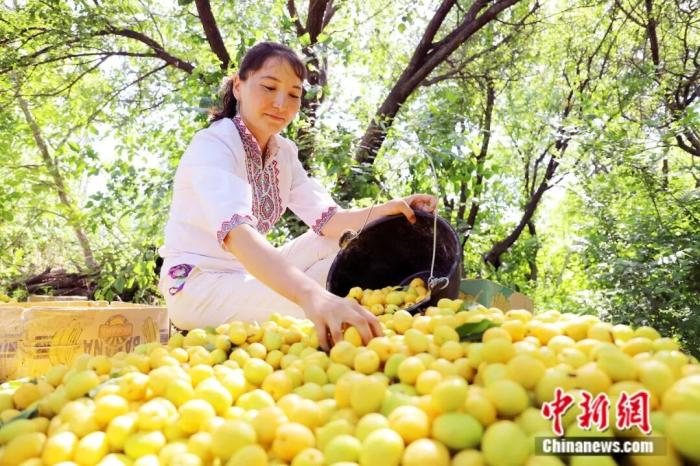 Куча – «абрикосовая столица» Синьцзяна