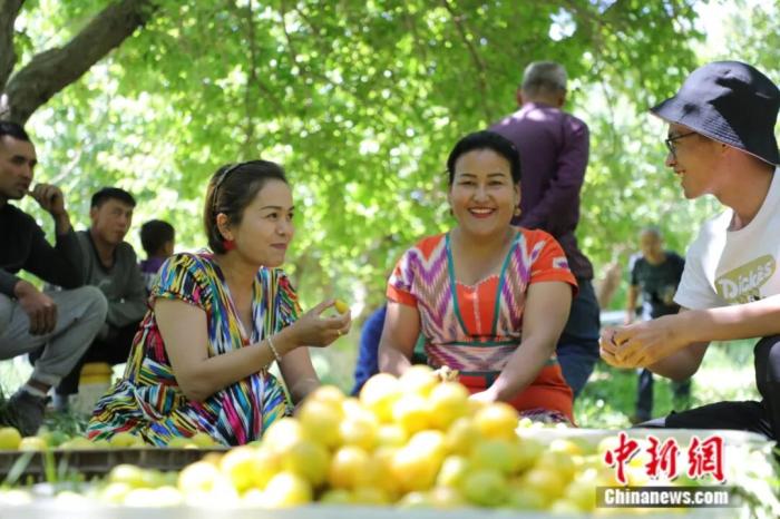 Куча – «абрикосовая столица» Синьцзяна