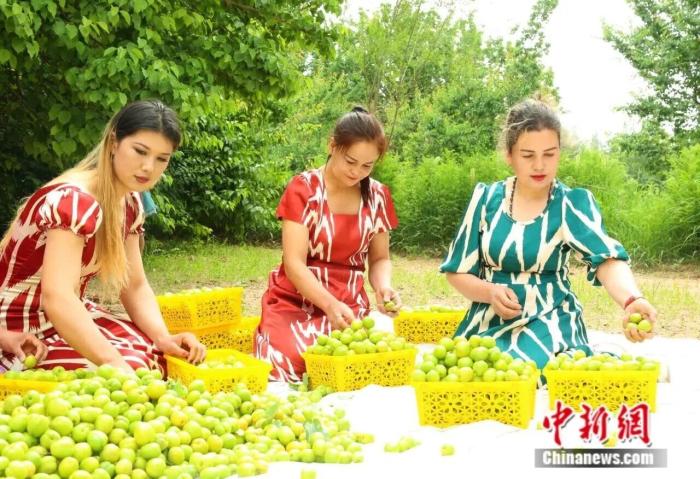 Куча – «абрикосовая столица» Синьцзяна