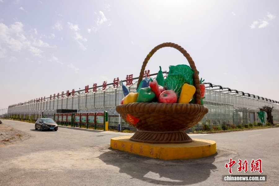 Уезд Кэпин СУАР: овощное изобилие среди бесплодной пустыни Гоби