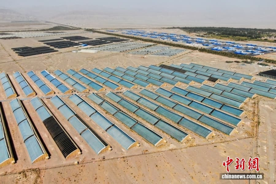 Уезд Кэпин СУАР: овощное изобилие среди бесплодной пустыни Гоби