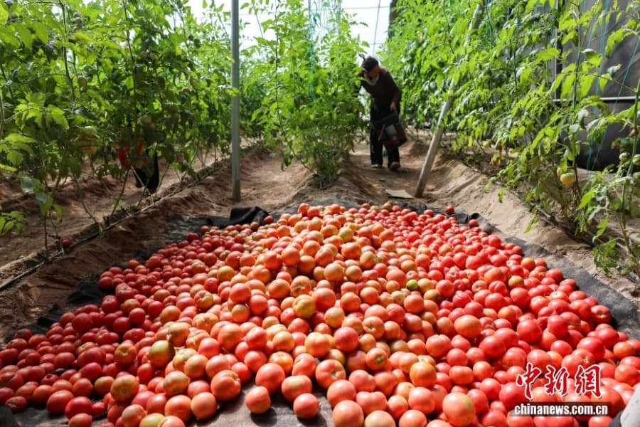 Уезд Кэпин СУАР: овощное изобилие среди бесплодной пустыни Гоби