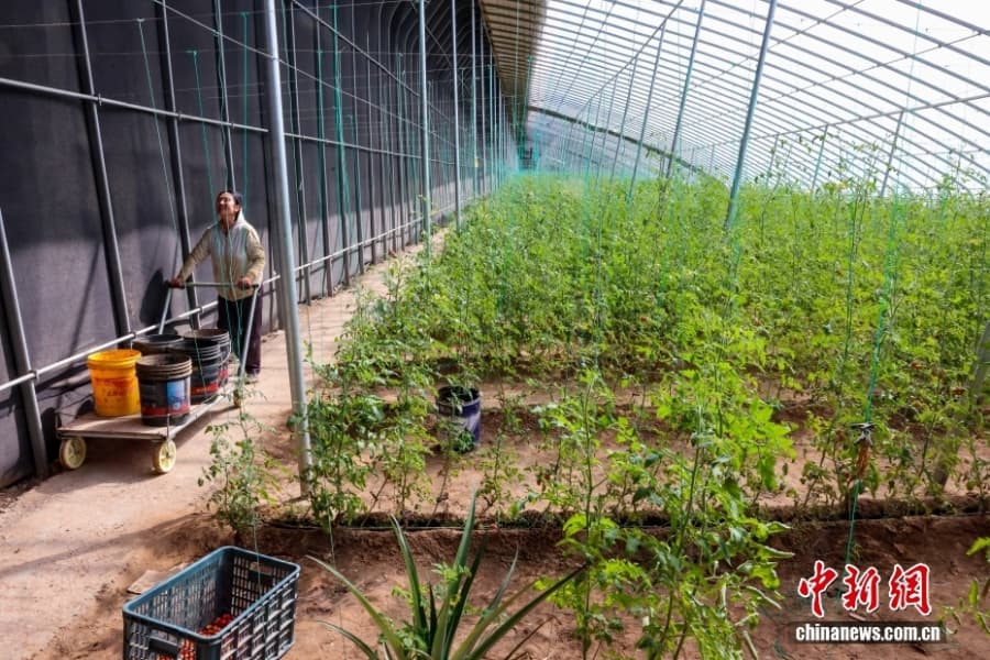 Уезд Кэпин СУАР: овощное изобилие среди бесплодной пустыни Гоби