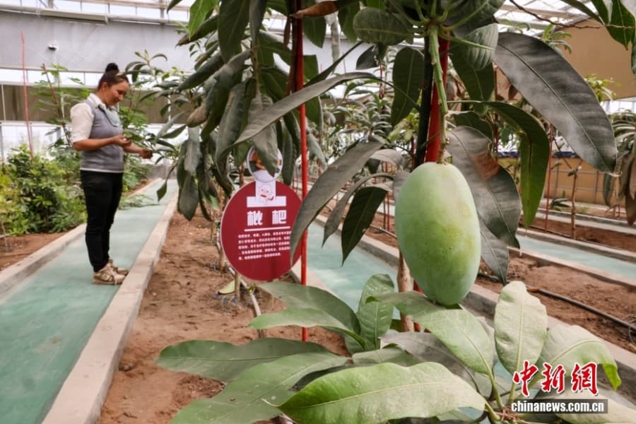 Уезд Кэпин СУАР: овощное изобилие среди бесплодной пустыни Гоби