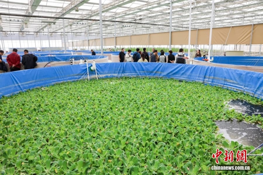 Уезд Кэпин СУАР: овощное изобилие среди бесплодной пустыни Гоби