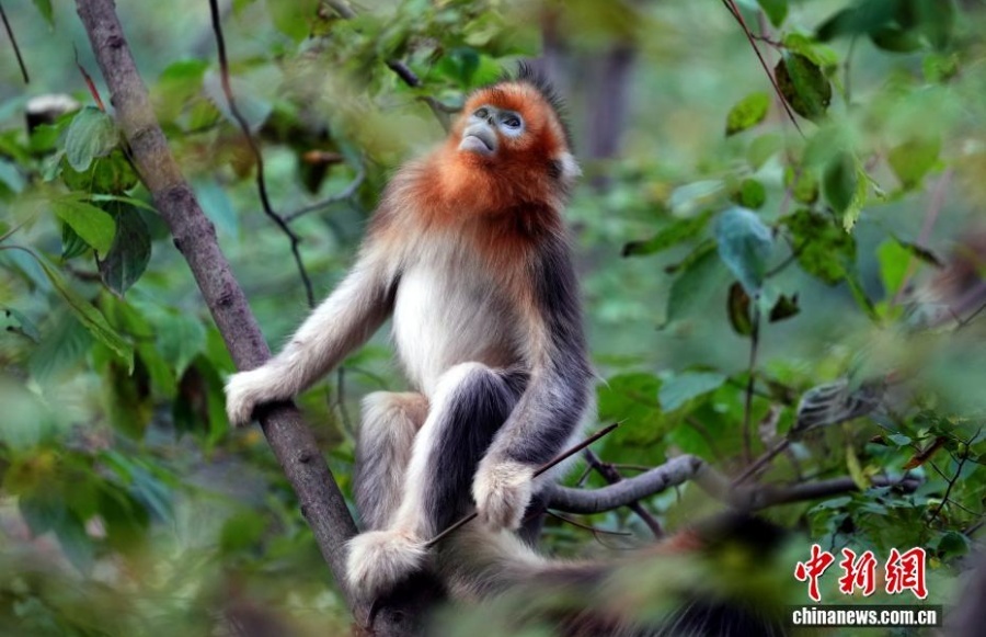 Очаровательные рокселлановы ринопитеки в волости Байхэ