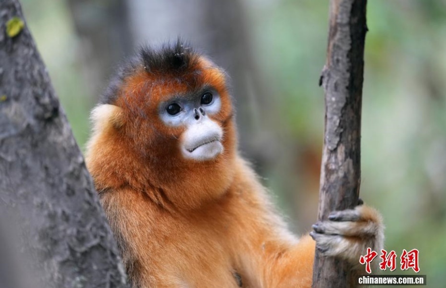 Очаровательные рокселлановы ринопитеки в волости Байхэ