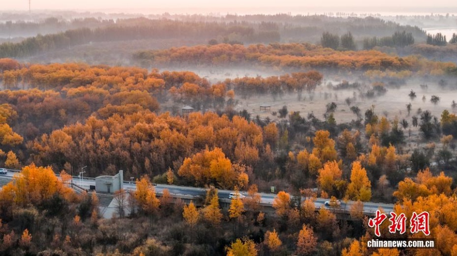 Леса тополей евфратских в бассейне реки Яркенд в Синьцзяне достигли пика своей красоты