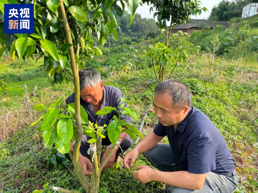 Гибридные мандарины из китайского университета стали хитом онлайн-продаж