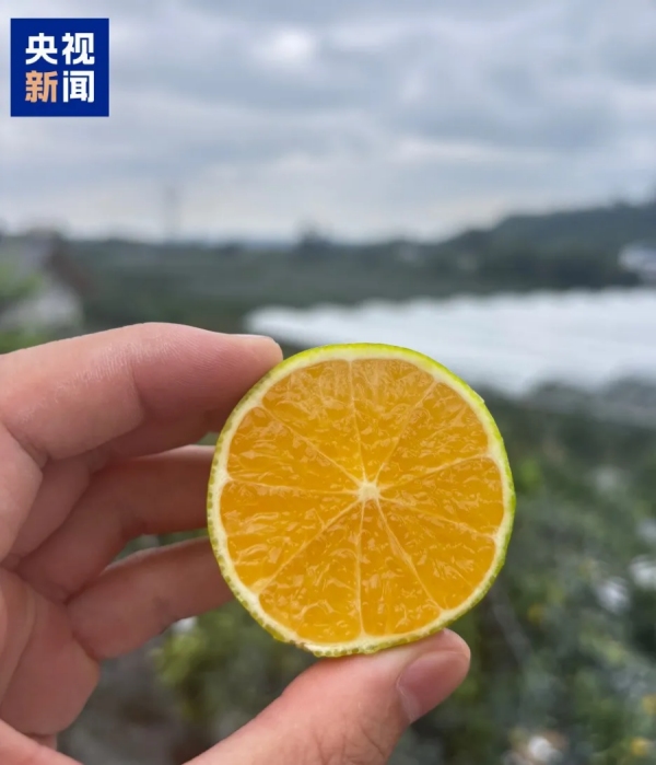 Гибридные мандарины из китайского университета стали хитом онлайн-продаж