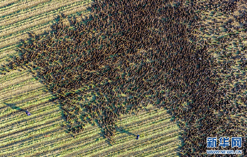 В провинции Аньхой активно продвигается экологическая модель «совместного выращивания риса и уток»