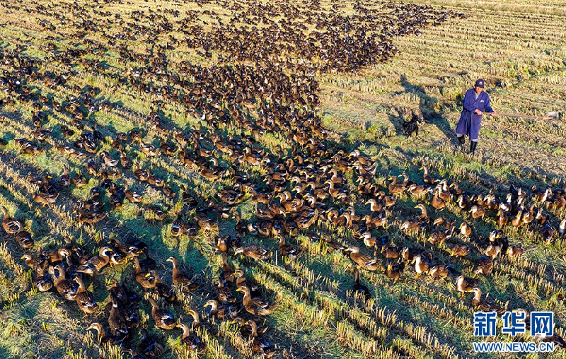 В провинции Аньхой активно продвигается экологическая модель «совместного выращивания риса и уток»