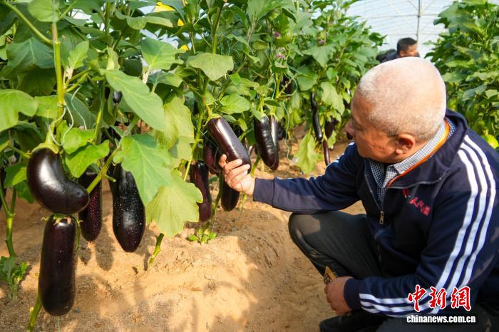 Более 6000 новых сортов представлены на Выставке семенной промышленности в Чжэнчжоу