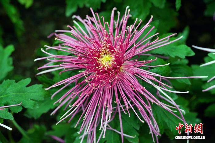 На фестивале в Чэнду представлено более 700 сортов хризантем