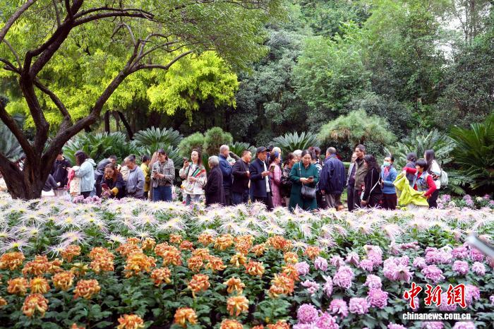 На фестивале в Чэнду представлено более 700 сортов хризантем