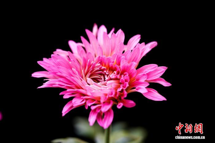 На фестивале в Чэнду представлено более 700 сортов хризантем