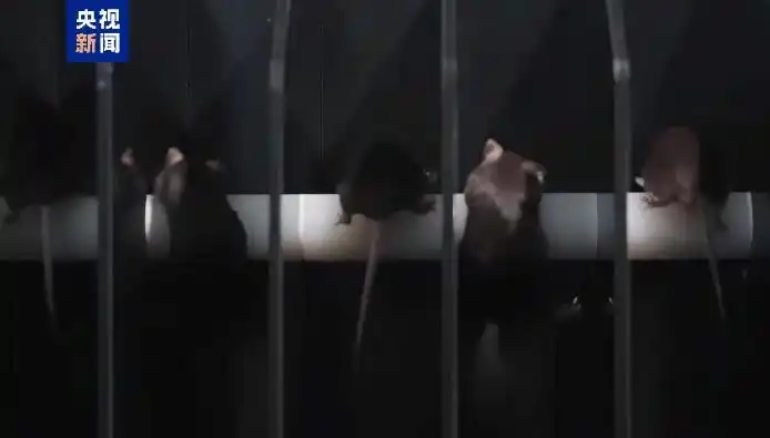 Китайские "мыши-космонавты" и их непростое путешествие в космос