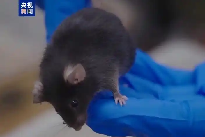 Китайские "мыши-космонавты" и их непростое путешествие в космос