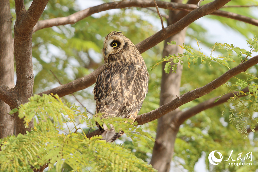 Болотные совы третий год подряд останавливаются в Сямэне
