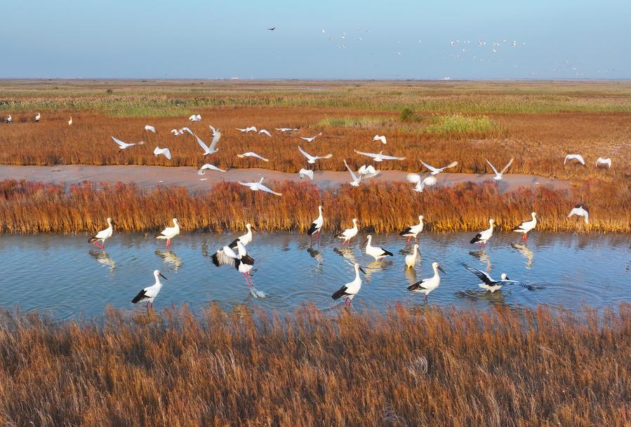 В Китае обнародовано Положение о мониторинге экологической среды