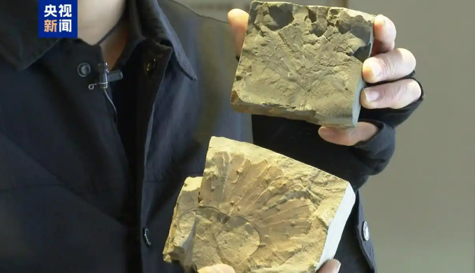 В провинции Шаньси обнаружили окаменелые листья гинкго билоба