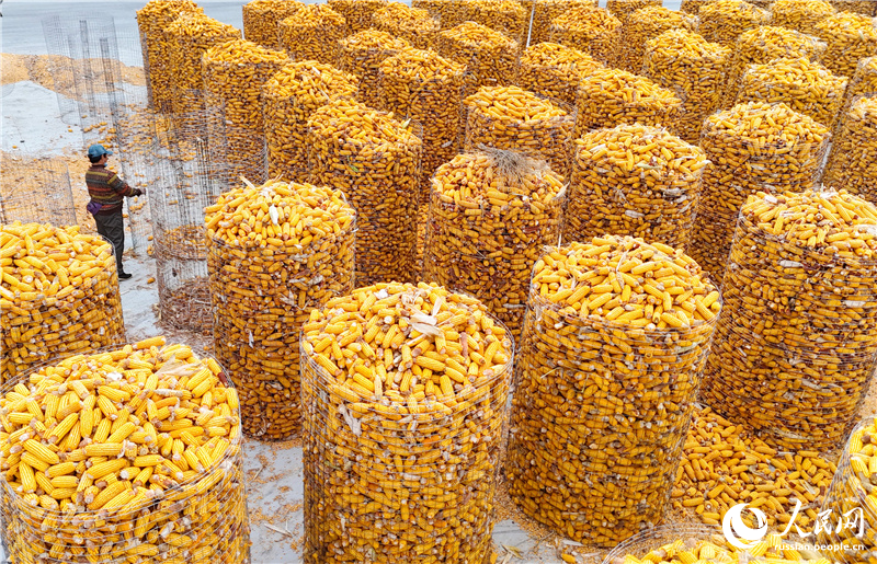 В провинции Шаньдун идет активная уборка кукурузы