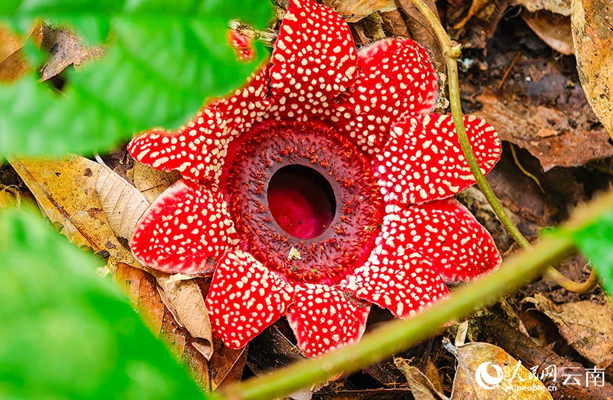 В Юньнане обнаружено редкое алое растение