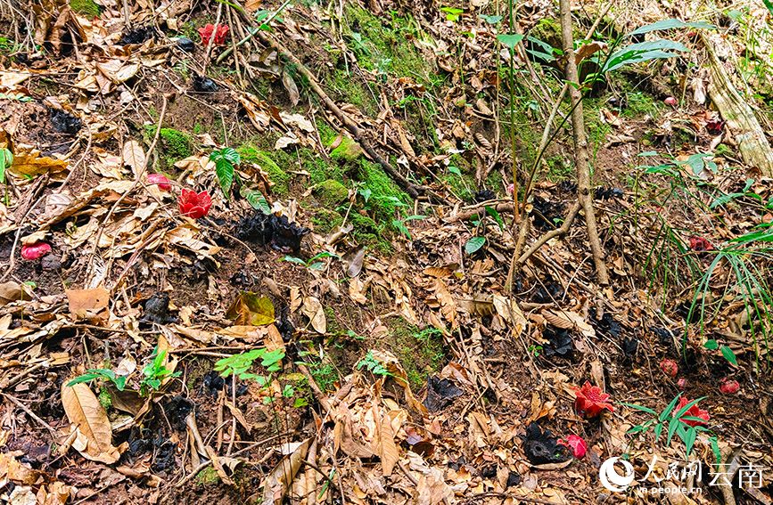 В Юньнане обнаружено редкое алое растение