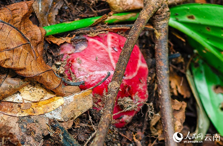 В Юньнане обнаружено редкое алое растение