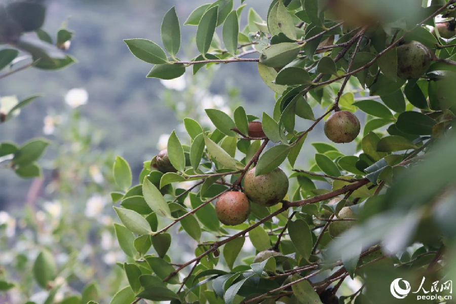 В китайском уезде Юнтай начался сбор урожая плодов камелии масличной