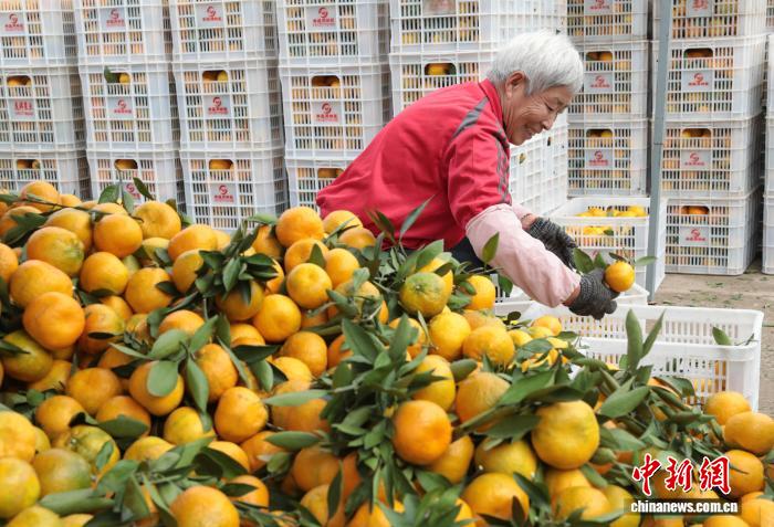 В Даньцзянкоу провинции Хубэй начался сезон сбора мандарин