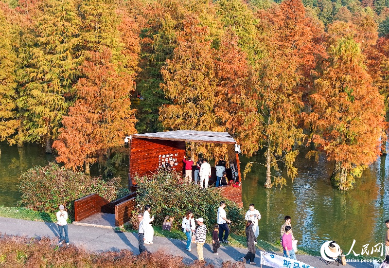 Красочные кипарисы в провинции Аньхой