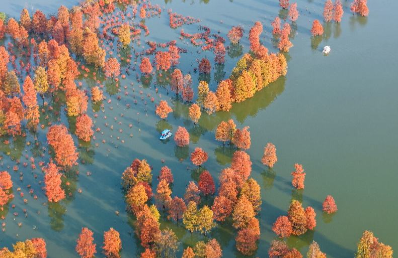 Красочные кипарисы в провинции Аньхой