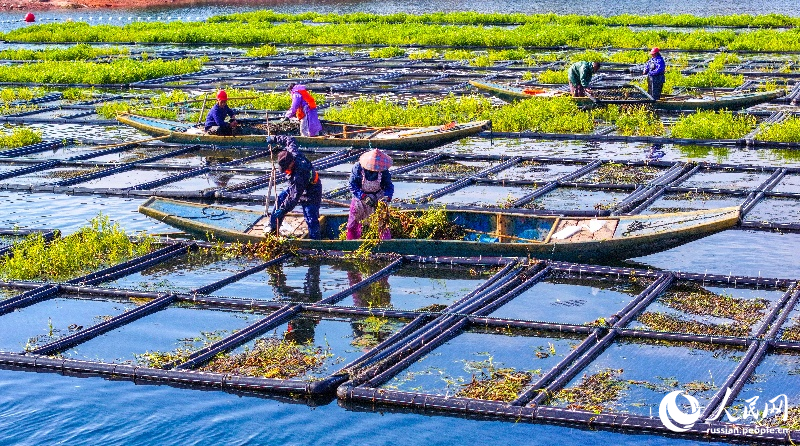 В провинции Чжэцзян зимой выращивают растения на плавучих «эко-островках»