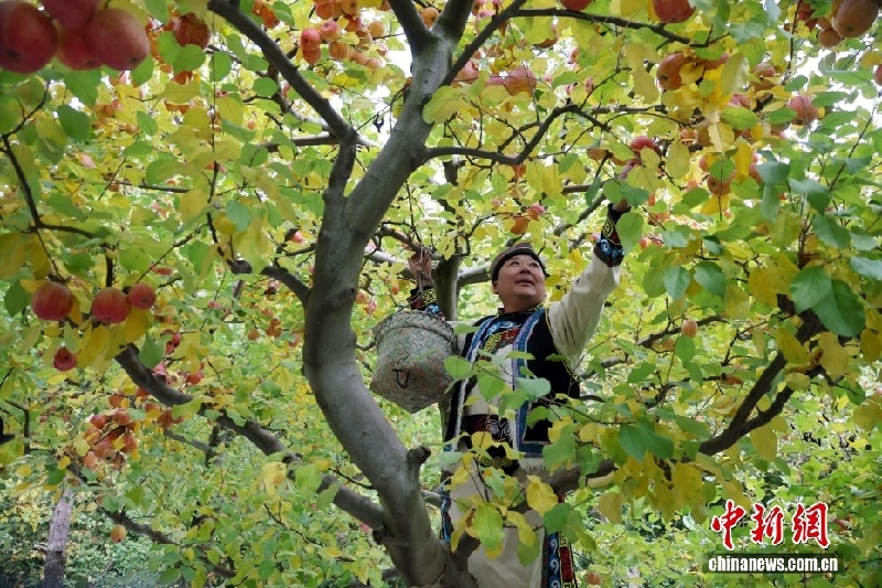 Богатый урожай яблок в деревне Аньсян провинции Сычуань