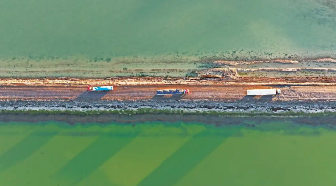 Годжи из Чайдама – «золотые» плоды высокогорья