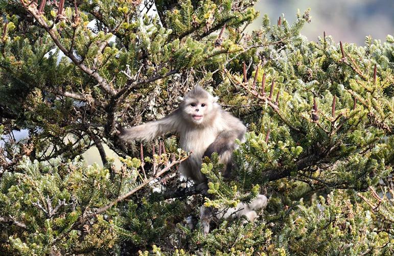 В Юньнане быстрыми темпами растет популяция редких обезьян