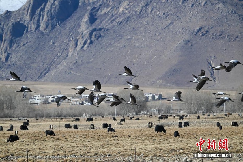 Черношейные журавли зимуют в Сицзане
