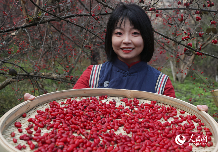 Выращивание кизила приносит благосостояние жителям китайского уезда в Хэнани