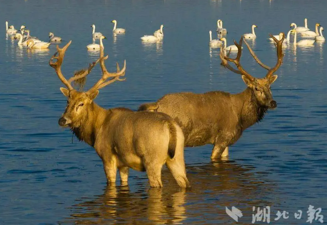 40 лет со времени возвращения оленей милу в Китай